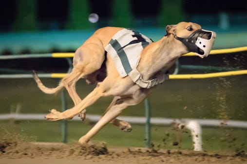 greyhound dog racing near me